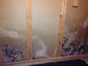 Cleaning up mold in a home