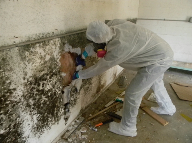 Mould Removal